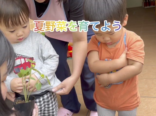 夏野菜を育てよう